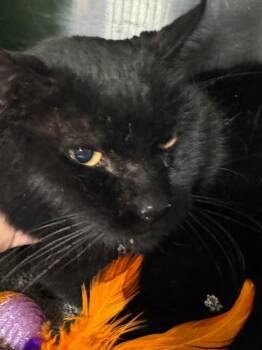 Domestic Short Hair Cats Available for Adoption - Leon 26 | PetCurious