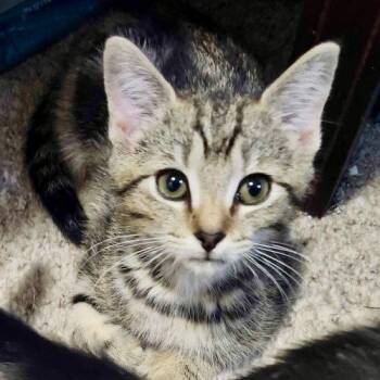 Tabby and Domestic Short Hair Cats Available for Adoption in Knoxville, Tennessee - Jasmine | PetCurious