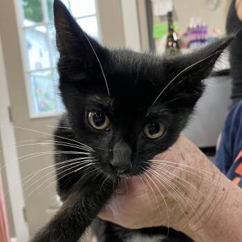 Tony Orlando - Chow Hound Northland -  Domestic Short Hair Cat for Adoption in Grand Rapids, Michigan - Tony Orlando - Chow Hound Northland | PetCurious