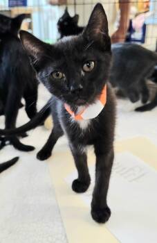 Rescue Domestic Short Hair Cats for Adoption in Rossville, Maryland - Dolly Parton | PetCurious