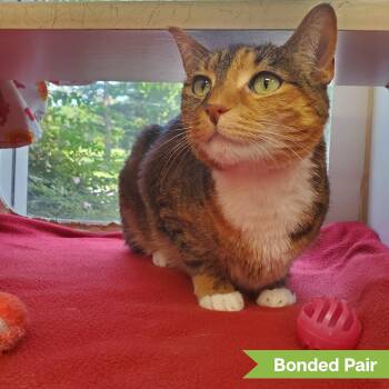Clover -  Domestic Short Hair Cat for Adoption in Reisterstown, Maryland - Clover | PetCurious