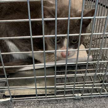 Frisky -  Domestic Short Hair Cat for Adoption in Montgomery, Alabama - Frisky | PetCurious