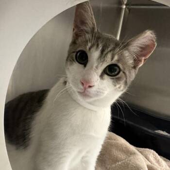 Bowler -  Domestic Short Hair Cat for Adoption in Walnut Creek, California - Bowler | PetCurious