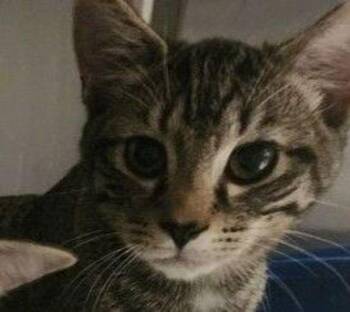 Truman -  Domestic Short Hair Cat for Adoption in Stratham, New Hampshire - Truman | PetCurious