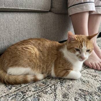 Roman -  Domestic Short Hair Cat for Adoption in Fort Lauderdale, Florida - Roman | PetCurious