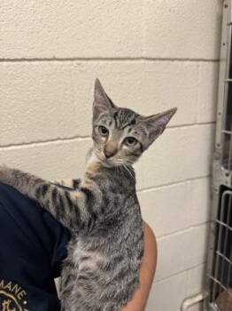 Dawson -  Domestic Short Hair Cat for Adoption in Honolulu, Hawaii - Dawson | PetCurious