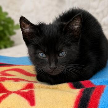 Maverick -  Domestic Short Hair Cat for Adoption in Marshall, Texas - Maverick | PetCurious