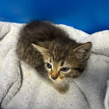 Tan Collar -  Domestic Short Hair Cat for Adoption in Pasadena, California - Tan Collar | PetCurious
