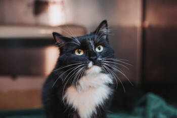 Rescue Domestic Medium Hair and Domestic Short Hair Cats for Adoption in North Charleston, South Carolina - 89316a Pom Pom-Pounce Cat Cafe | PetCurious