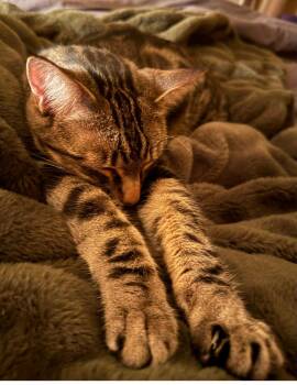 Domestic Short Hair Cats Available for Adoption - Poke`(FIV Positive) | PetCurious