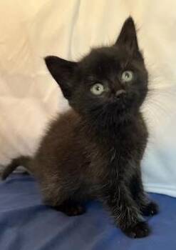 Rescue Domestic Short Hair Cats for Adoption in Columbia, South Carolina - Missy | PetCurious