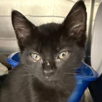 Tangerine -  Domestic Short Hair Cat for Adoption in Cumming, Georgia - Tangerine | PetCurious