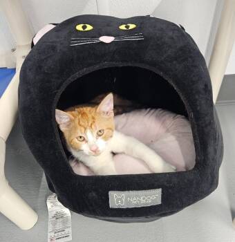 Rescue Domestic Short Hair Cats for Adoption in Kalamazoo, Michigan - Pico | PetCurious