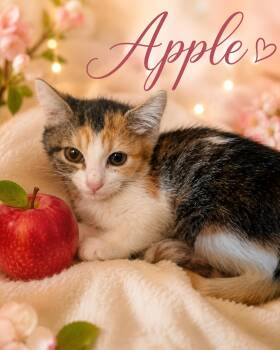 APPLE AVAILABLE AT PETSMART NORTHWEST RENO MAE ANNE -  Calico Cat for Adoption in Reno, Nevada - APPLE AVAILABLE AT PETSMART NORTHWEST RENO MAE ANNE | PetCurious