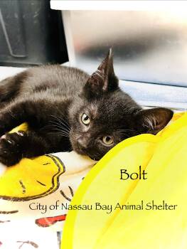 F26-26 Bolt -  Domestic Short Hair Cat for Adoption in Houston, Texas - F26-26 Bolt | PetCurious