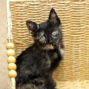 Sookie -  Domestic Short Hair Cat for Adoption in Houston, Texas - Sookie | PetCurious