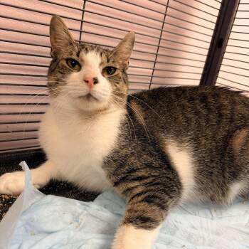 Mouse -  Domestic Short Hair Cat for Adoption in Bellmawr, New Jersey - Mouse | PetCurious