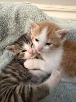 Tiger -  Domestic Short Hair Cat for Adoption in Wheaton, Illinois - Tiger | PetCurious