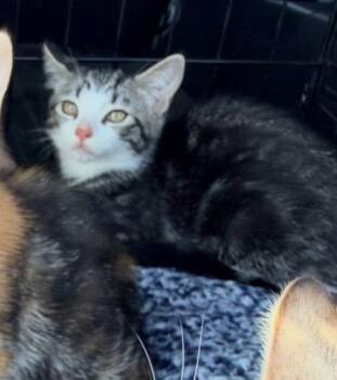 Zazu -  Domestic Short Hair Cat Available for Adoption in Los Angeles, California - Zazu | PetCurious