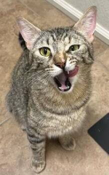 Saint Lucy Pie -  Tabby and Domestic Short Hair Cat for Adoption in Chandler, Arizona - Saint Lucy Pie | PetCurious