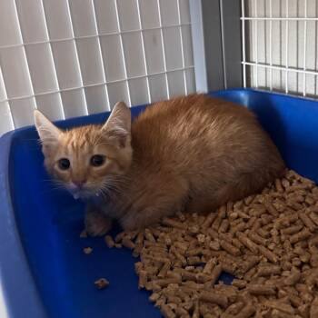 Fractious Leanord -  Domestic Short Hair Cat for Adoption in Columbiana, Alabama - Fractious Leanord | PetCurious