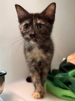 Haven -  Domestic Short Hair Cat for Adoption in Pomona, New York - Haven | PetCurious