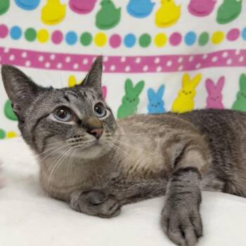 Siamese Cats Available for Adoption in Riverwoods, Illinois - Chloe | PetCurious