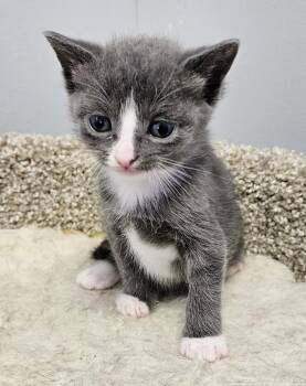 Domestic Short Hair Cats Available for Adoption in Brockport, New York - Nala | PetCurious
