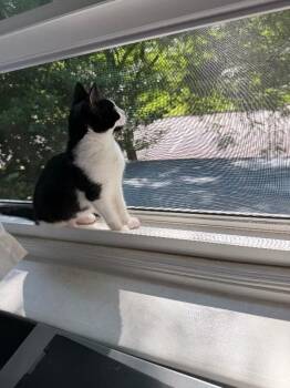 Ethel -  Domestic Short Hair Cat for Adoption - Ethel | PetCurious