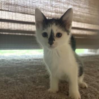 Leia -  Domestic Short Hair Cat for Adoption in Yorktown, Indiana - Leia | PetCurious