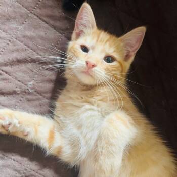 Rescue Domestic Short Hair Cats for Adoption in Lynchburg, Virginia - Mad Catter | PetCurious