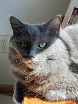 Domestic Medium Hair Cats Available for Adoption in Minneapolis, Minnesota - Daisy | PetCurious