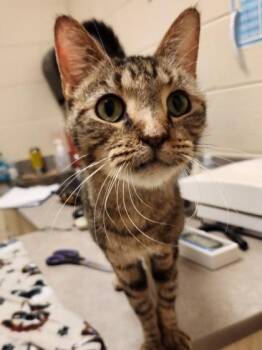 Tilly Bean -  Domestic Short Hair Cat for Adoption in Westland, Michigan - Tilly Bean | PetCurious