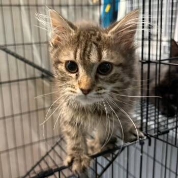Espresso -  Domestic Medium Hair Cat for Adoption in Troy, Virginia - Espresso | PetCurious
