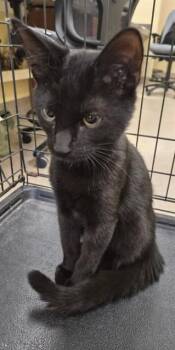 BILLY BOB -  Domestic Short Hair Cat for Adoption in Fort Myers, Florida - BILLY BOB | PetCurious