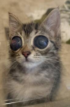 Rescue Tabby Cats for Adoption in Davis, California - Bob | PetCurious