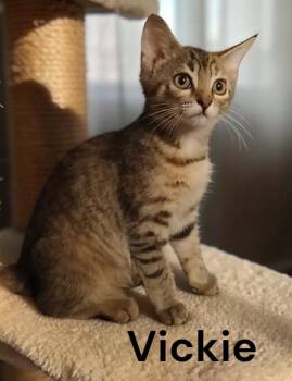 Vickie -  Tabby Cat for Adoption in Weems, Virginia - Vickie | PetCurious