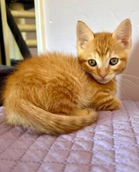 Lucien -  Tabby and Domestic Short Hair Cat for Adoption in Campbell, California - Lucien | PetCurious