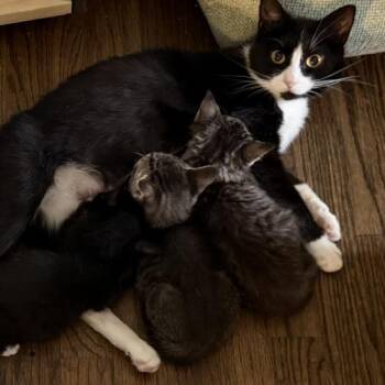 Domestic Short Hair Cats Available for Adoption in Seven Valleys, Pennsylvania - Storm | PetCurious