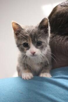 Domestic Short Hair Cats Available for Adoption in North Charleston, South Carolina - 06634B Lola | PetCurious
