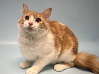Kida -  Domestic Medium Hair and Domestic Short Hair Cat for Adoption in Minneapolis, Minnesota - Kida | PetCurious