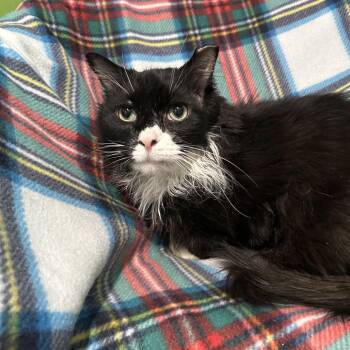 Domestic Short Hair Cats Available for Adoption in Oyster Bay, New York - Cringer | PetCurious