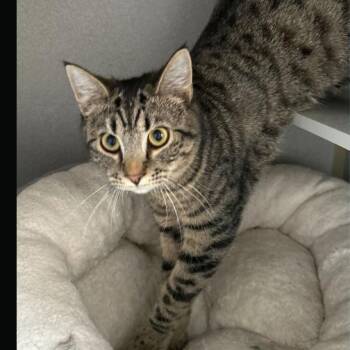 Domestic Short Hair Cats Available for Adoption - Shandy | PetCurious