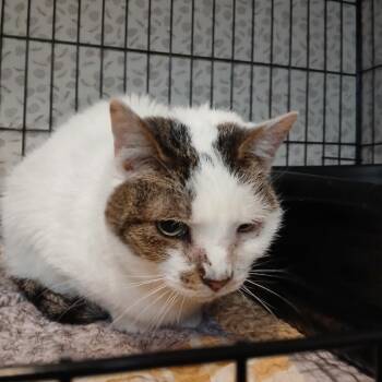 Bridget -  Domestic Short Hair Cat Available for Adoption in Pennsville Township, New Jersey - Bridget | PetCurious