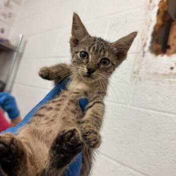 Shelissah -  Domestic Short Hair Cat for Adoption in Edinburg, Texas - Shelissah | PetCurious