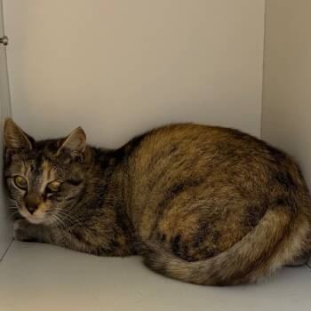 Rescue Domestic Short Hair Cats for Adoption in Uniontown, Pennsylvania - Nellie | PetCurious