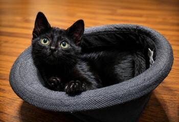 Spicy Chai -  Domestic Short Hair Cat for Adoption in El Dorado, Arkansas - Spicy Chai | PetCurious