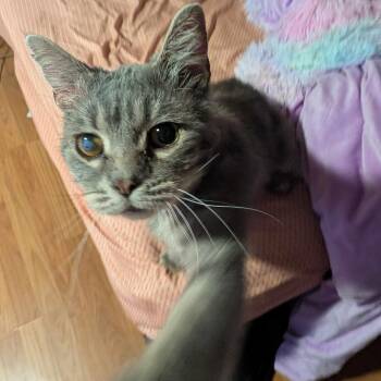 Grey Bro -  Domestic Short Hair Cat for Adoption in Lincoln, Nebraska - Grey Bro | PetCurious