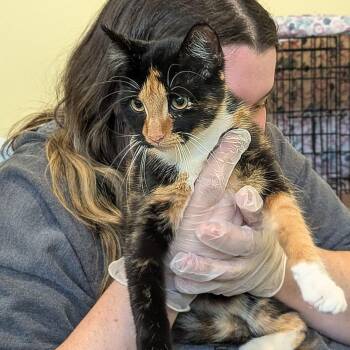 Mosaic -  Domestic Short Hair Cat for Adoption in Lynchburg, Virginia - Mosaic | PetCurious