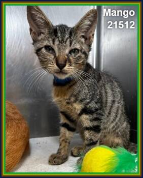 MANGO (see also BERRY and KIWI) -  Domestic Short Hair and Tabby Cat for Adoption in Marietta, Georgia - MANGO (see Also BERRY And KIWI) | PetCurious